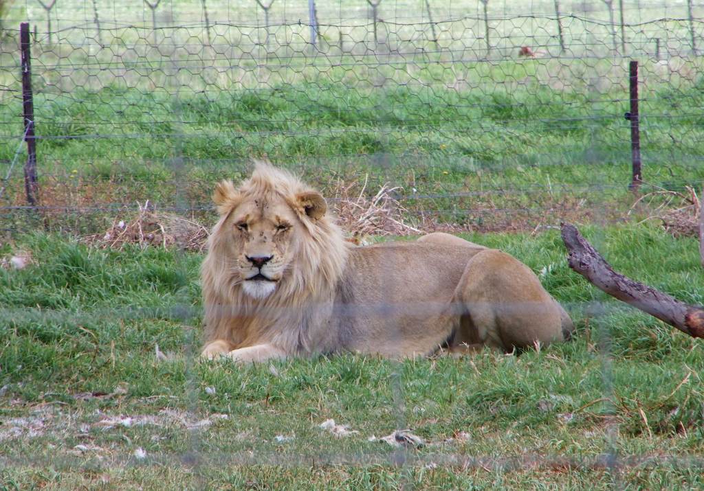 Tweeling lion